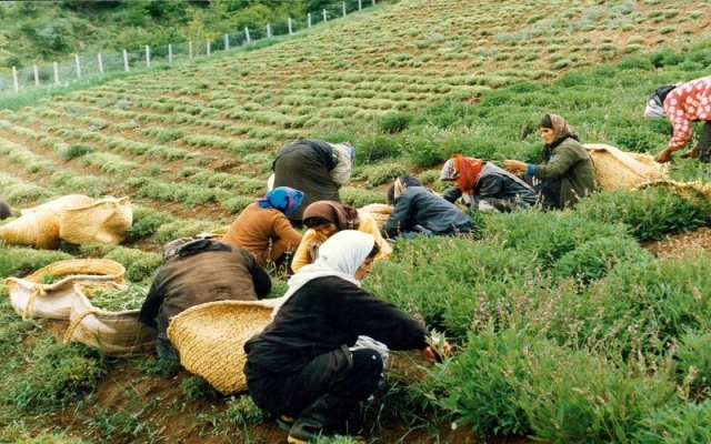 سیری در موزه گیاهان دارویی کندولس نوشهر